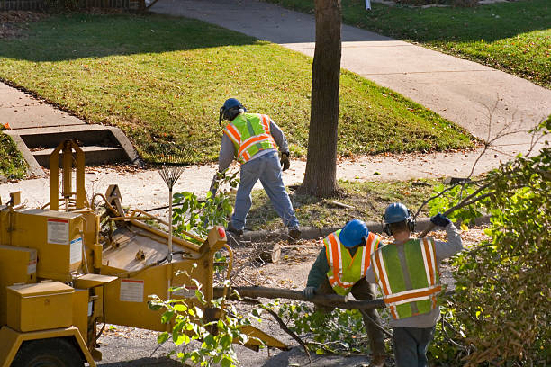 Emergency Storm Tree Removal in Ojus, FL